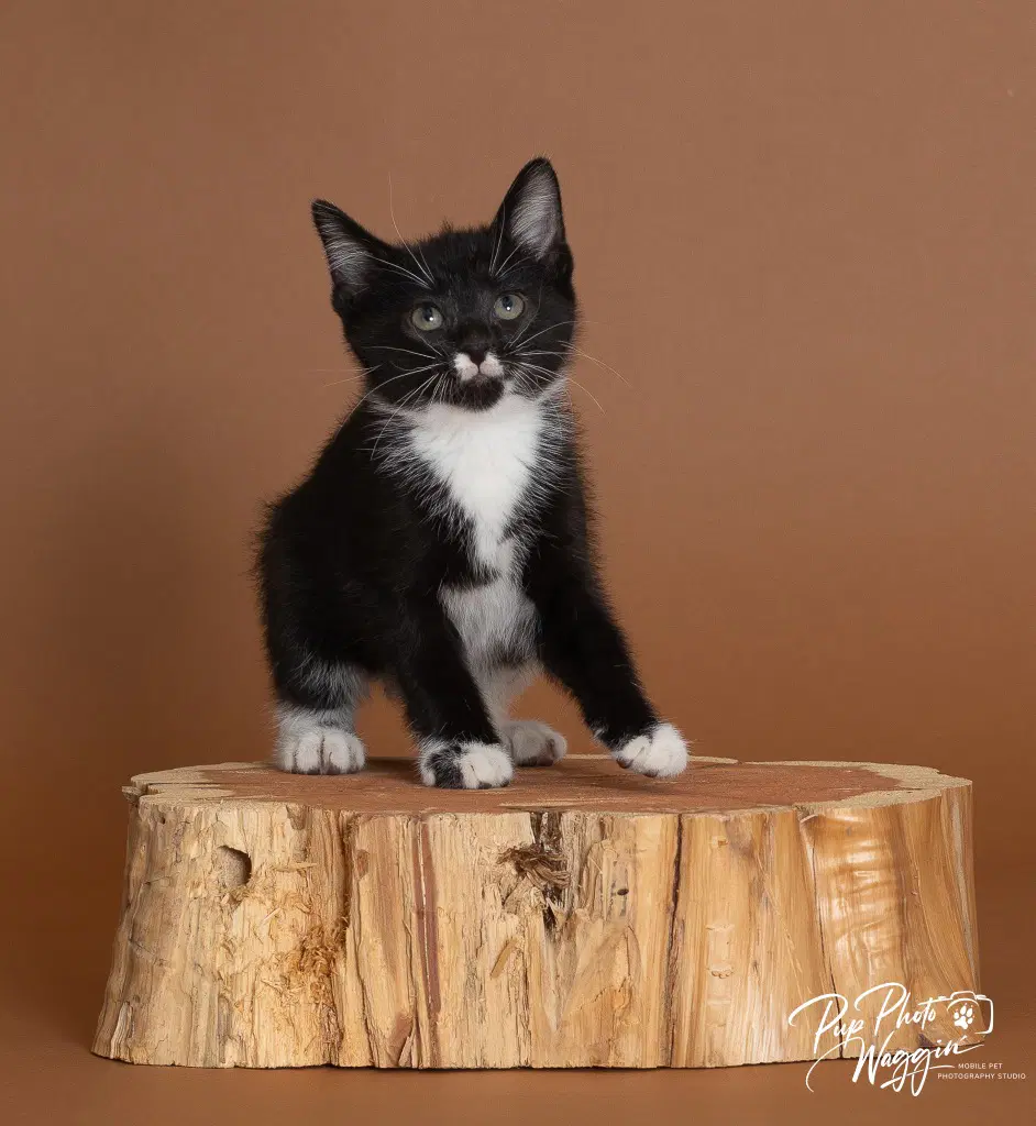 Jillian - Domestic Short Hair