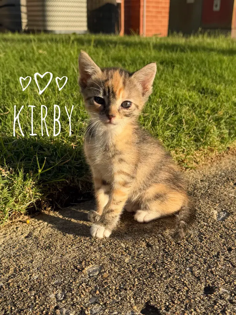 Kirby - Domestic Short Hair