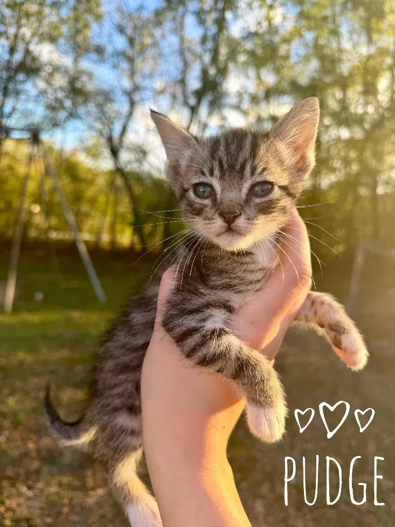 Pudge - Domestic Short Hair
