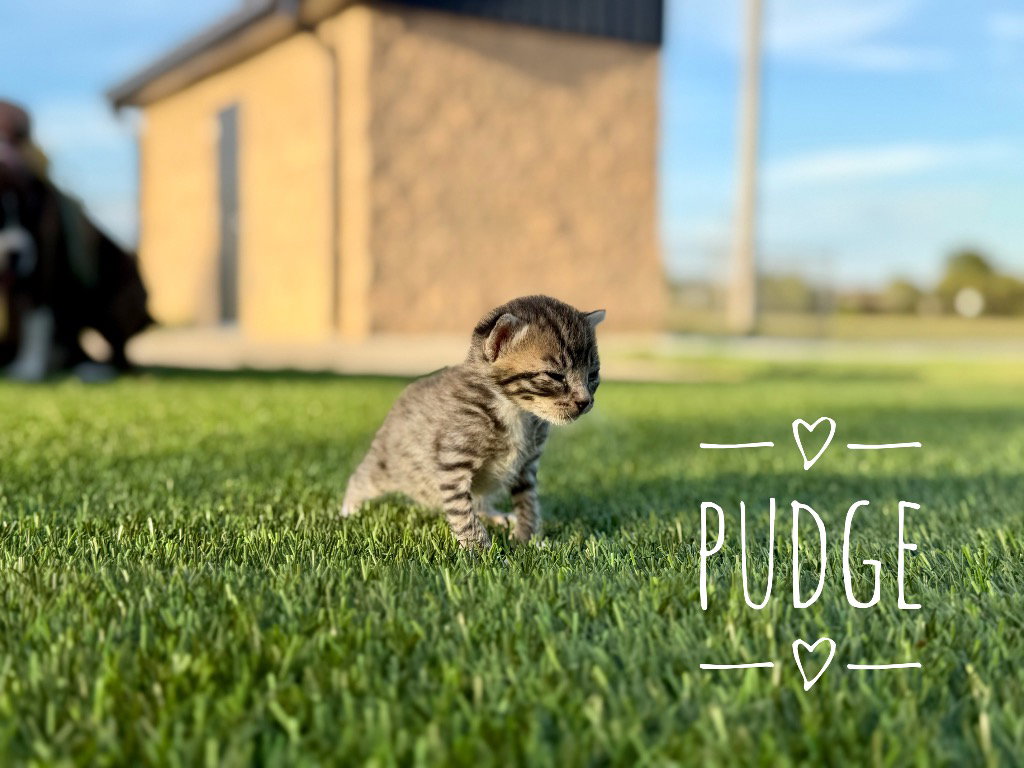 Pudge, photo 2