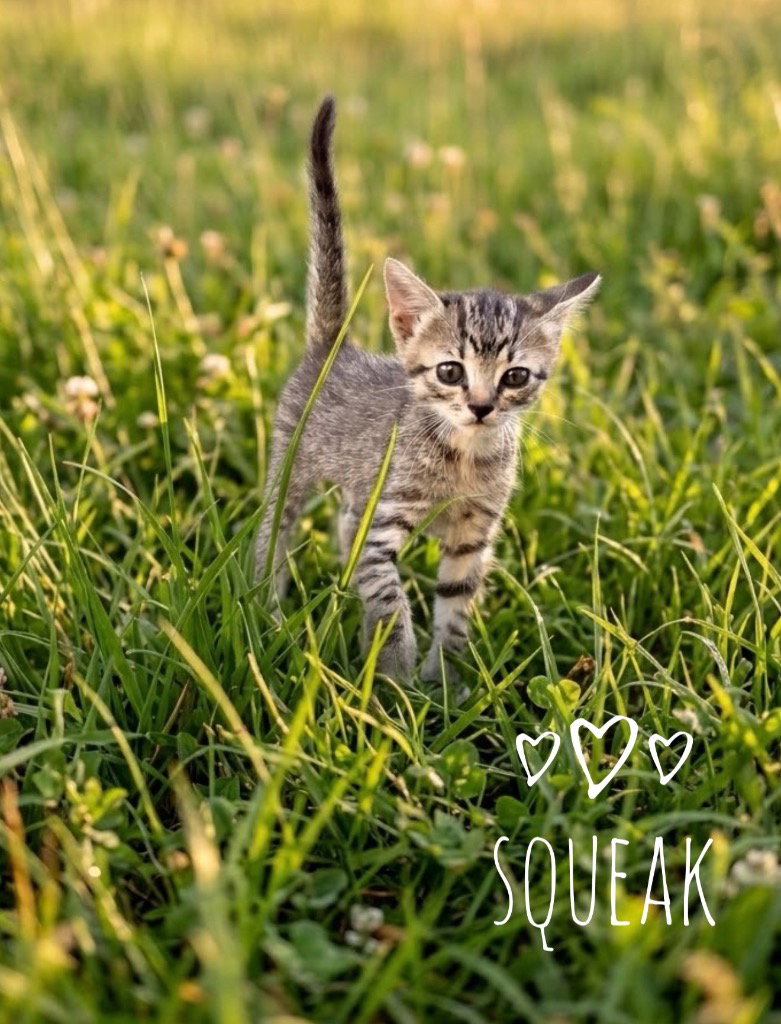 Squeak