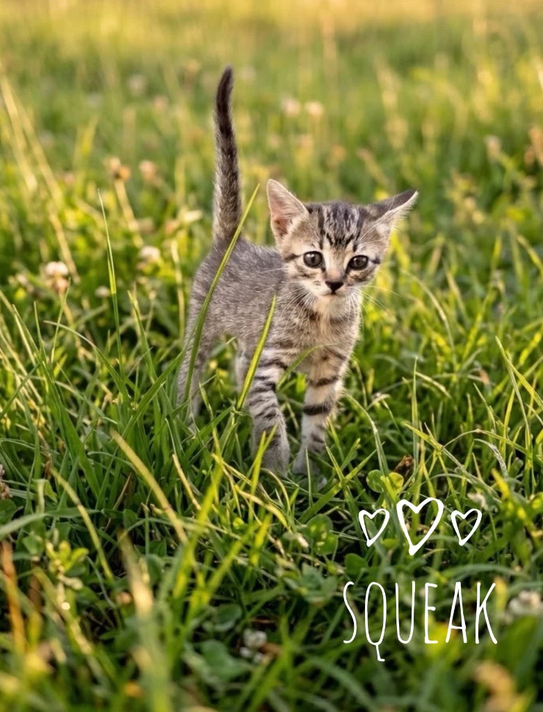 Squeak