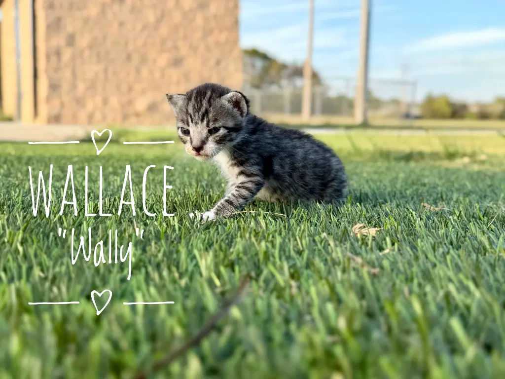 Wallace Wally image 2