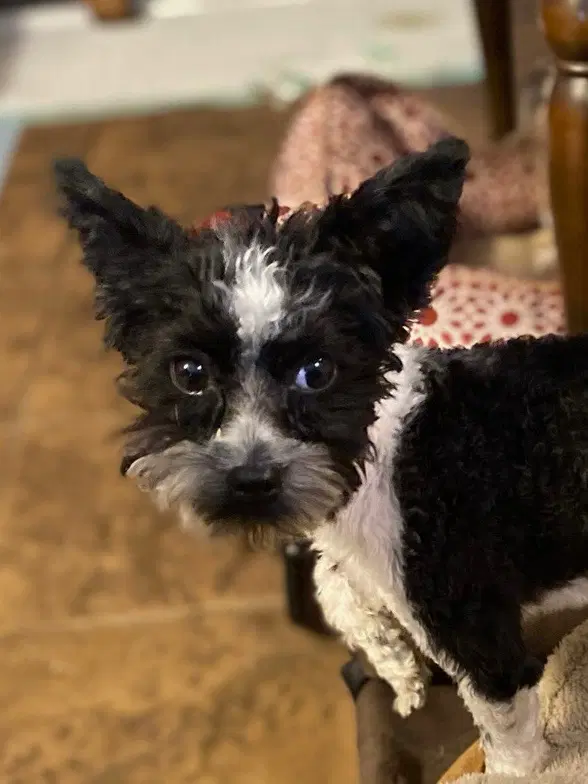 Ben Gee - Yorkshire Terrier Yorkie