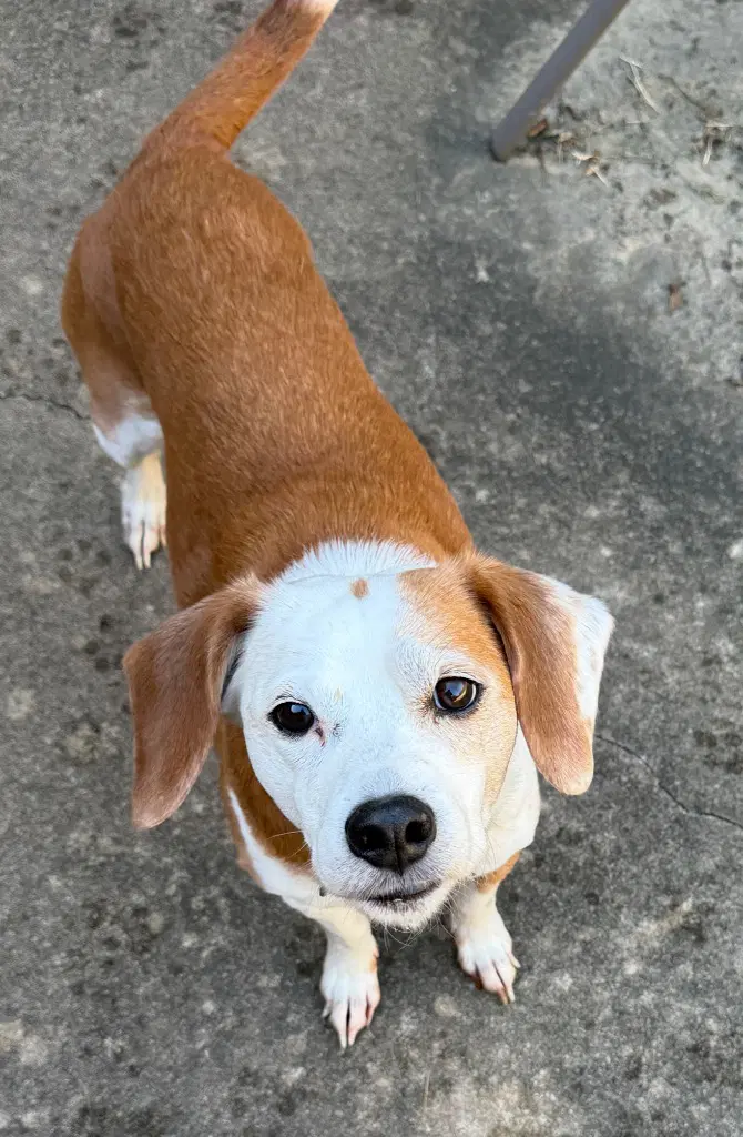Benny image 1
