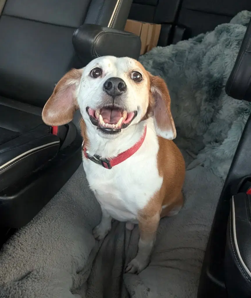 Benny image 2