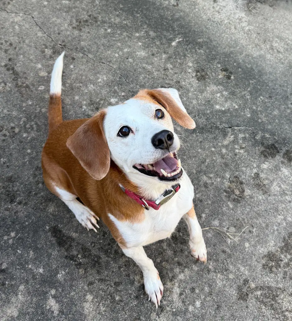 Benny image 3