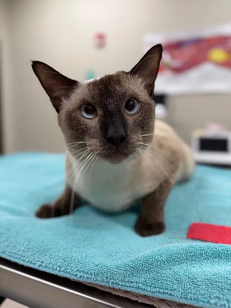 Sam - Siamese