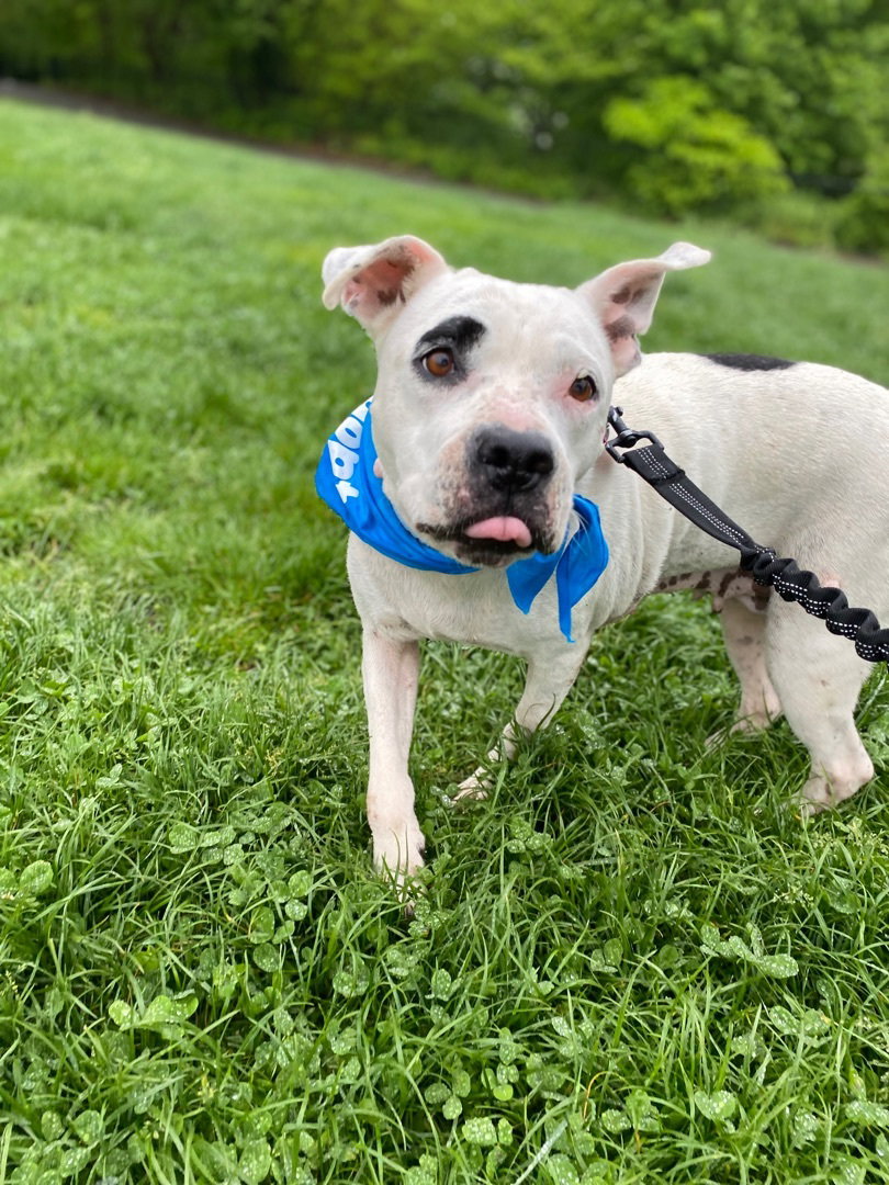 Dog adoption in Astoria, NY 11103 Labrador Retriever / Mixed (short