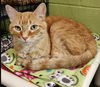 adoptable Cat in South Bend, IN named Toby Toe Beans