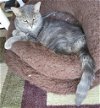 adoptable Cat in south bend, IN named Audi - In a Foster Home!