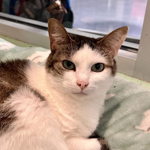 Stella Ann, Senior Domestic Short Hair / Mixed, cat for adoption in Elkhart, Indiana
