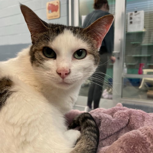 STELLA ANN - Domestic Short Hair available for adoption