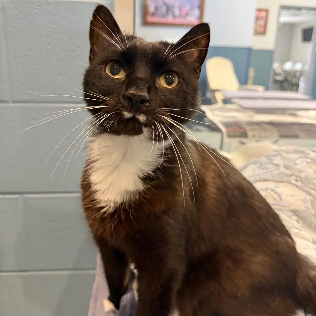 Stash - Domestic Short Hair