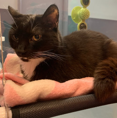 STASH - Domestic Short Hair available for adoption