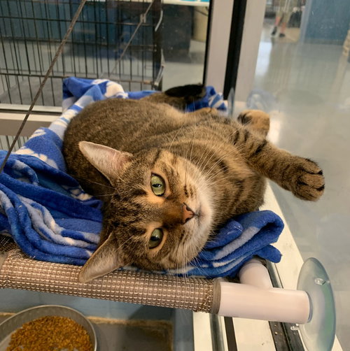 JESSIE - Domestic Short Hair available for adoption