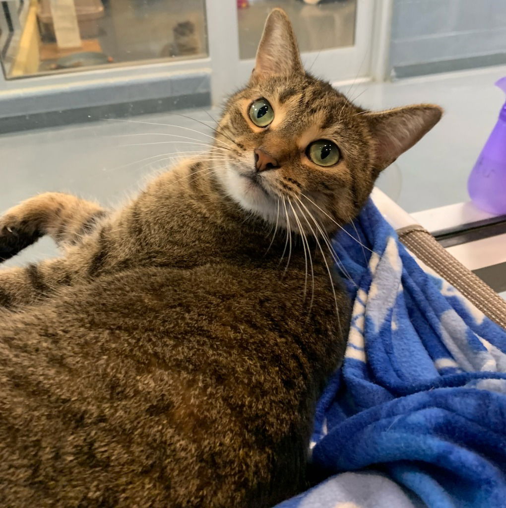 adoptable Cat in South Bend, IN named Jessie