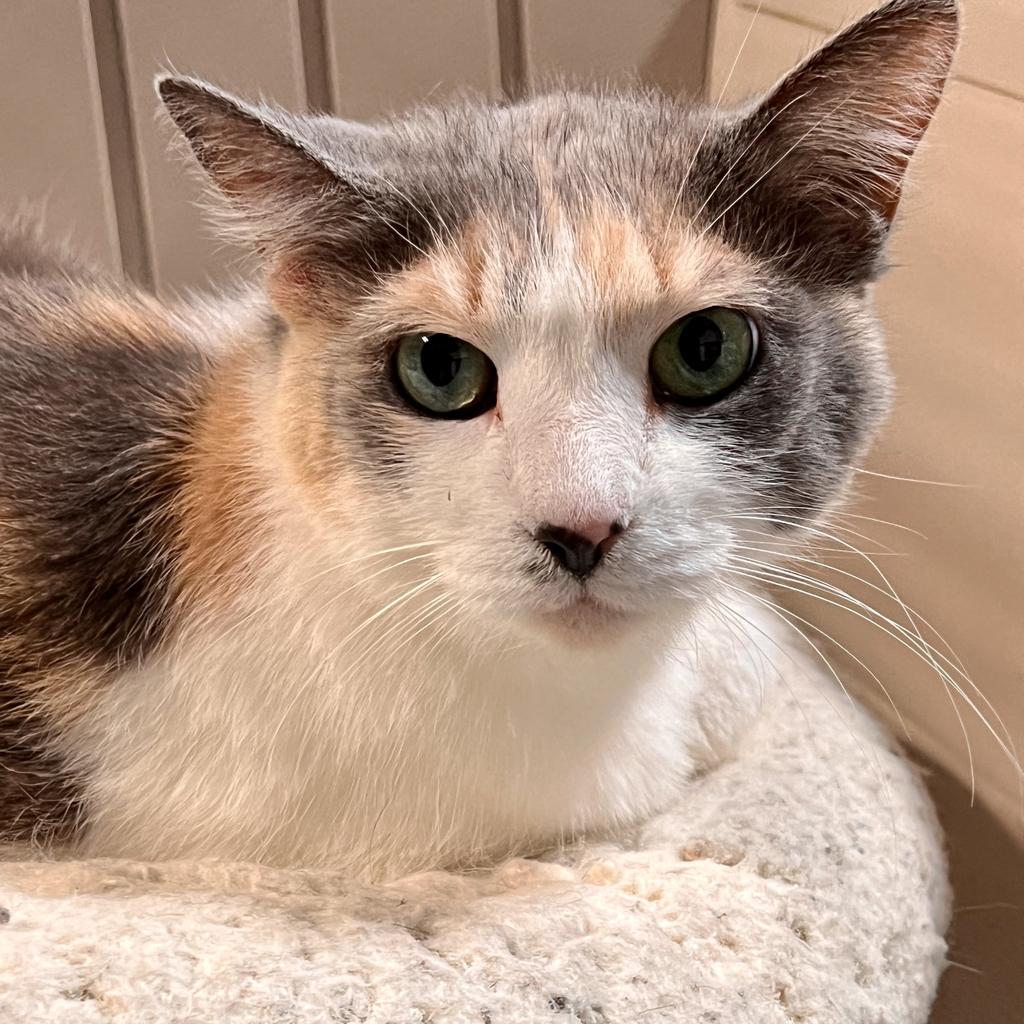 adoptable Cat in South Bend, IN named Bugaboo