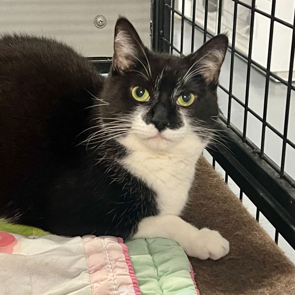 adoptable Cat in South Bend, IN named Nimbytooki