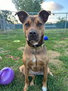 adoptable Dog in South Bend, IN named Ava