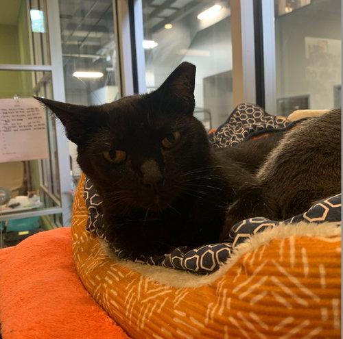 JESSE OWENS - Domestic Short Hair available for adoption
