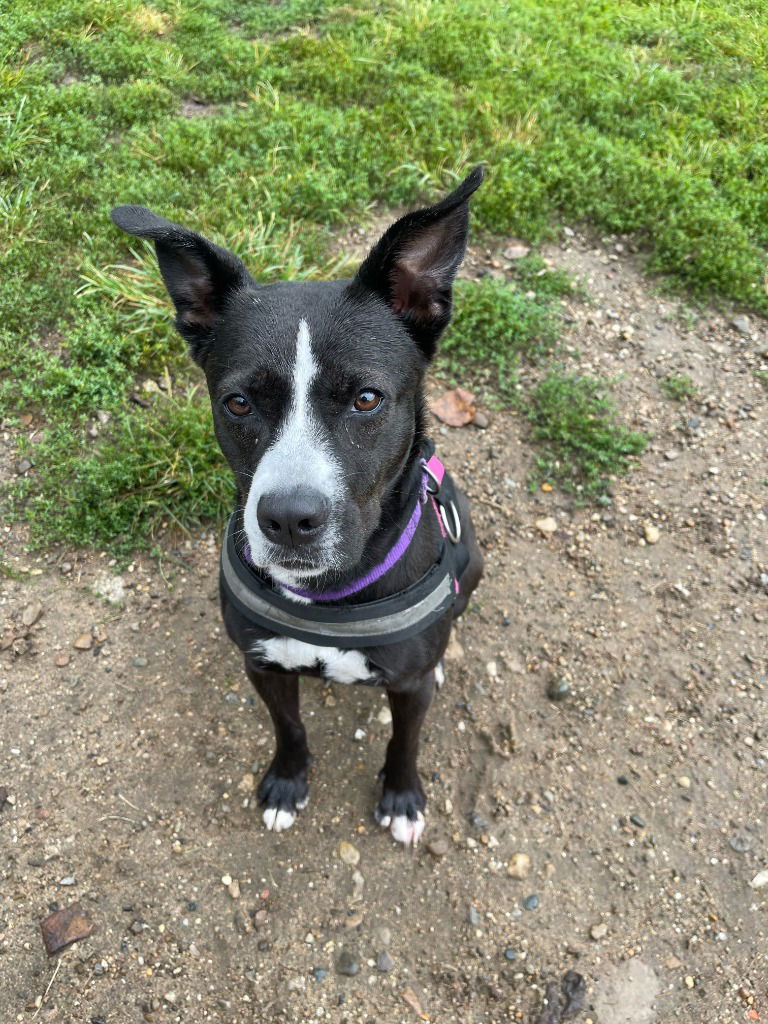 adoptable Dog in South Bend, IN named Selene