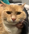 adoptable Cat in South Bend, IN named Capone - In a Foster Home!
