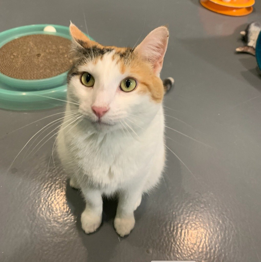 adoptable Cat in South Bend, IN named Julia