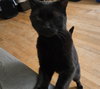 Butch Reed *IN FOSTER* - Photo 2