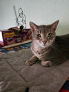 adoptable Cat in South Bend, IN named Frankie *IN FOSTER*