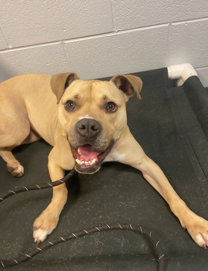 adoptable Dog in South Bend, IN named Kala
