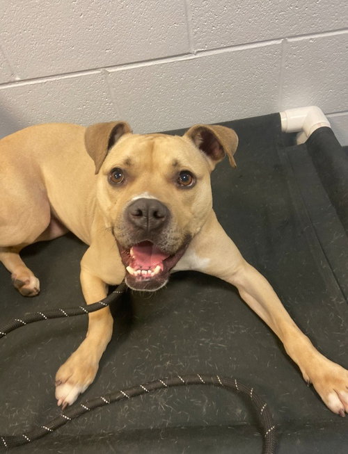 KALA - Boxer / Labrador Retriever available for adoption