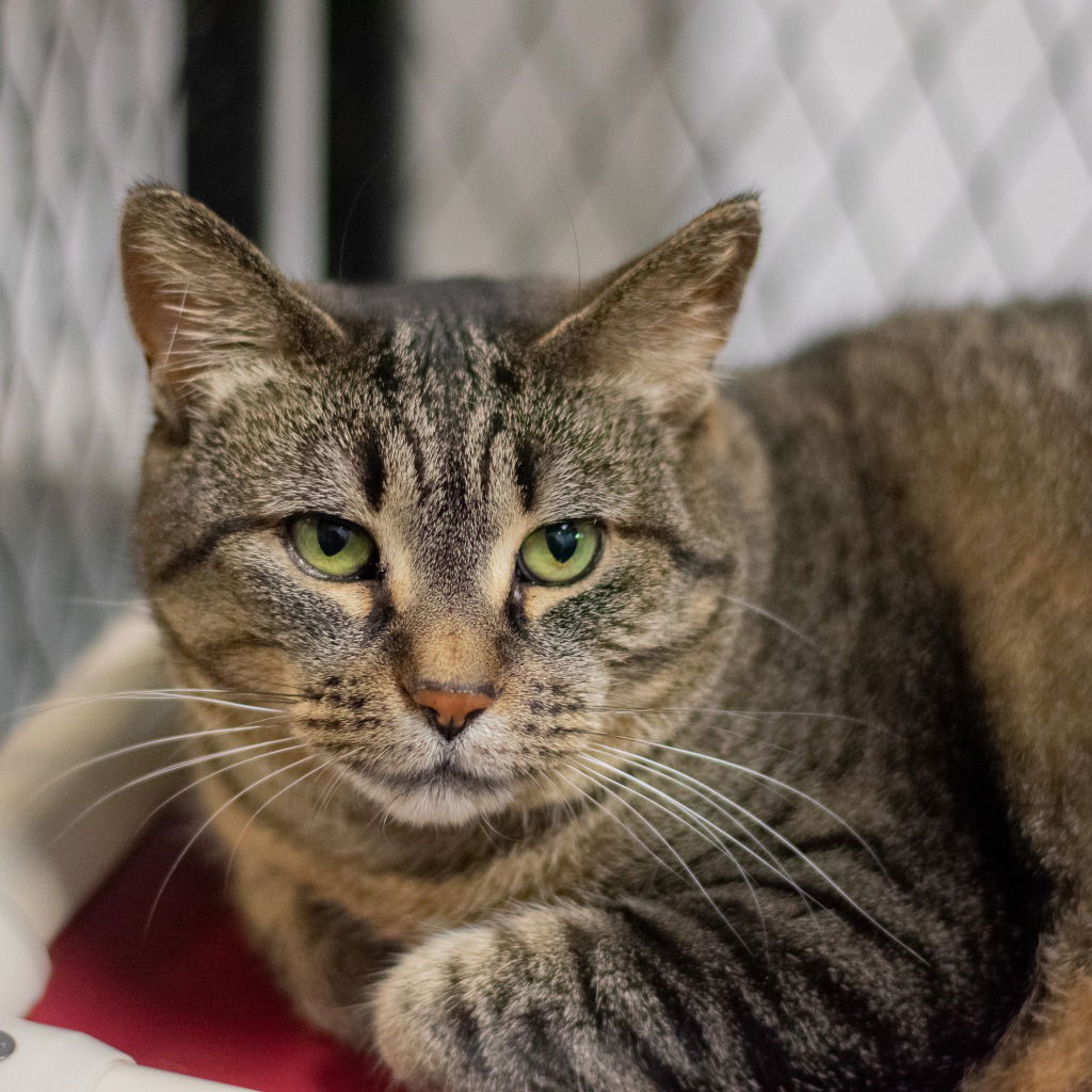 adoptable Cat in South Bend, IN named Savannah