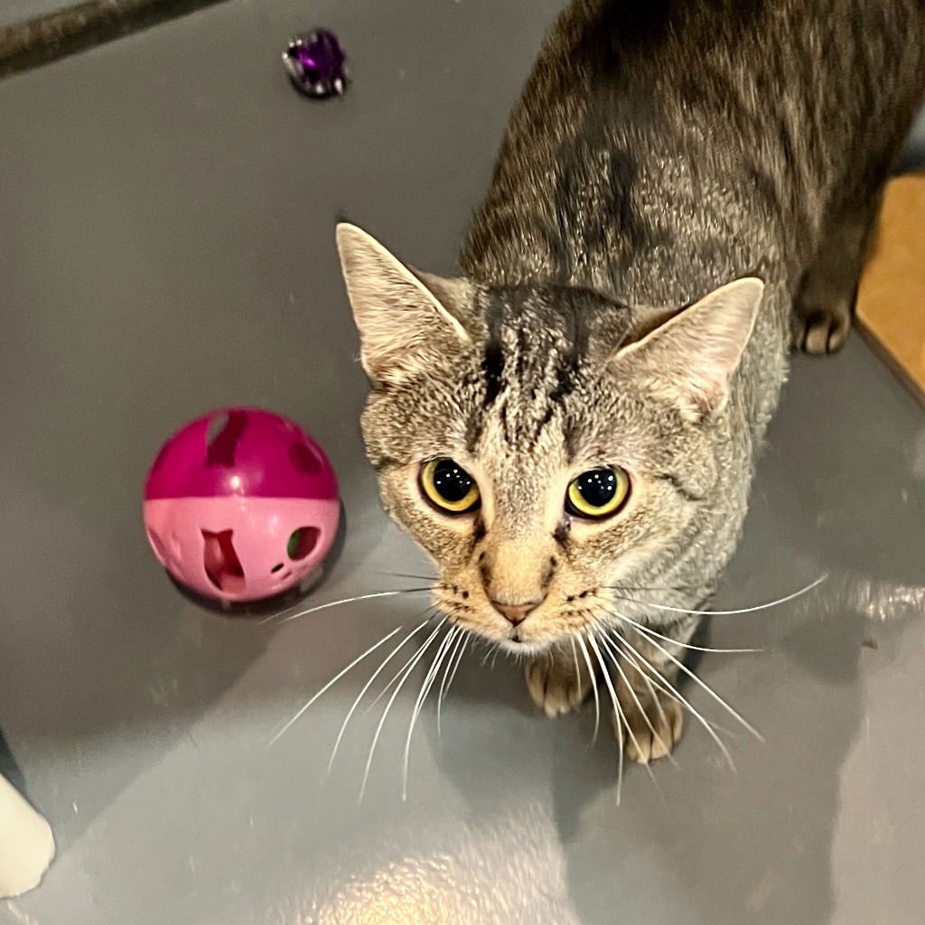 adoptable Cat in South Bend, IN named Cinnamon