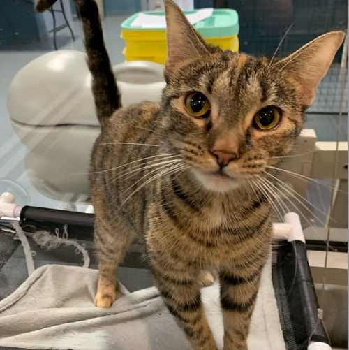 picture of the cat needing adoption