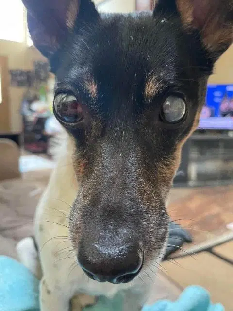 Pepe - In A Foster Home - Fox Terrier