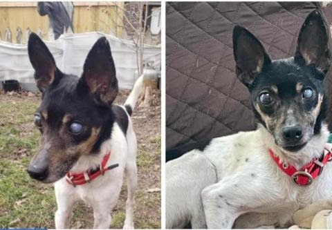 Pepe - In a Foster Home!