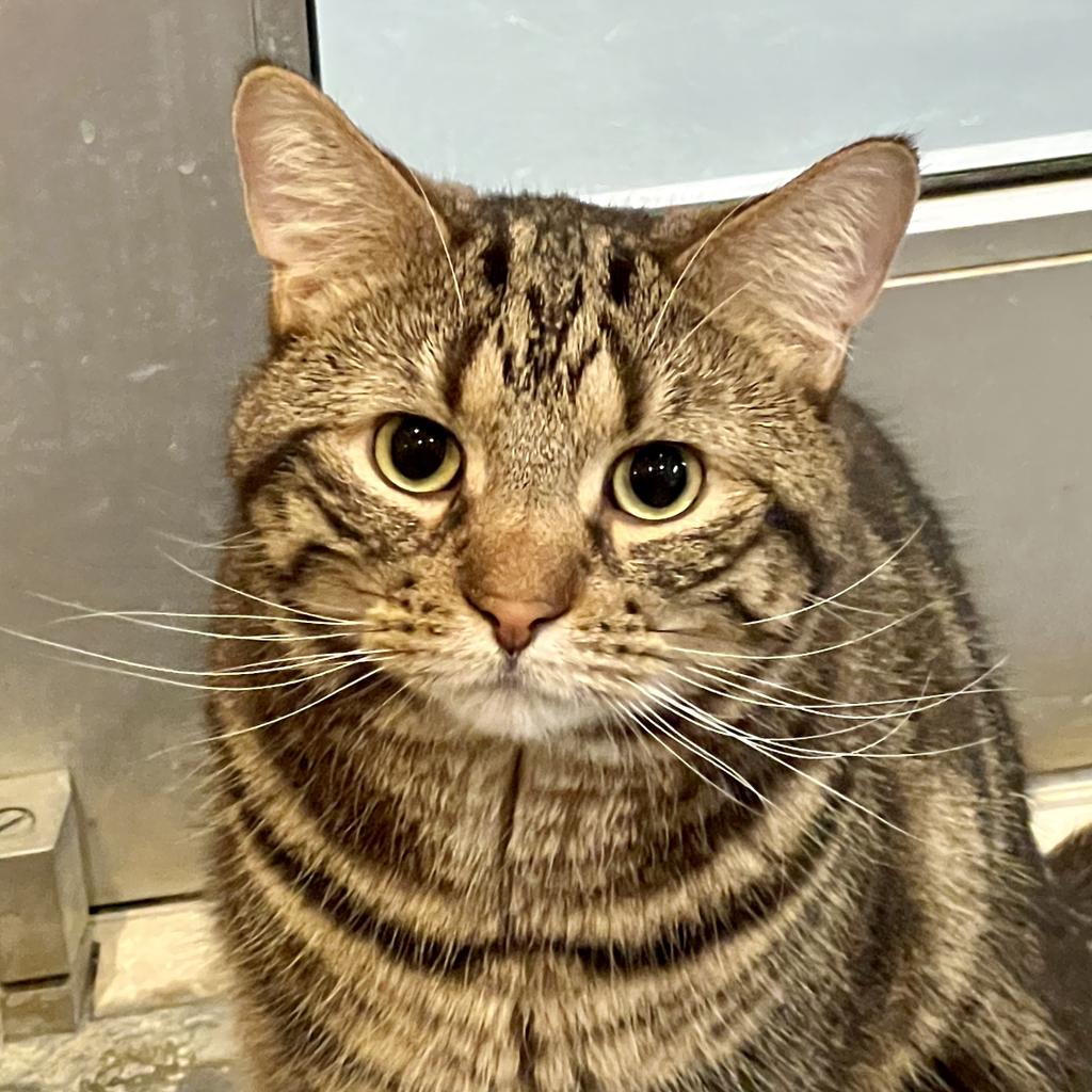 adoptable Cat in South Bend, IN named Sandyford