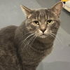 adoptable Cat in South Bend, IN named Limerick