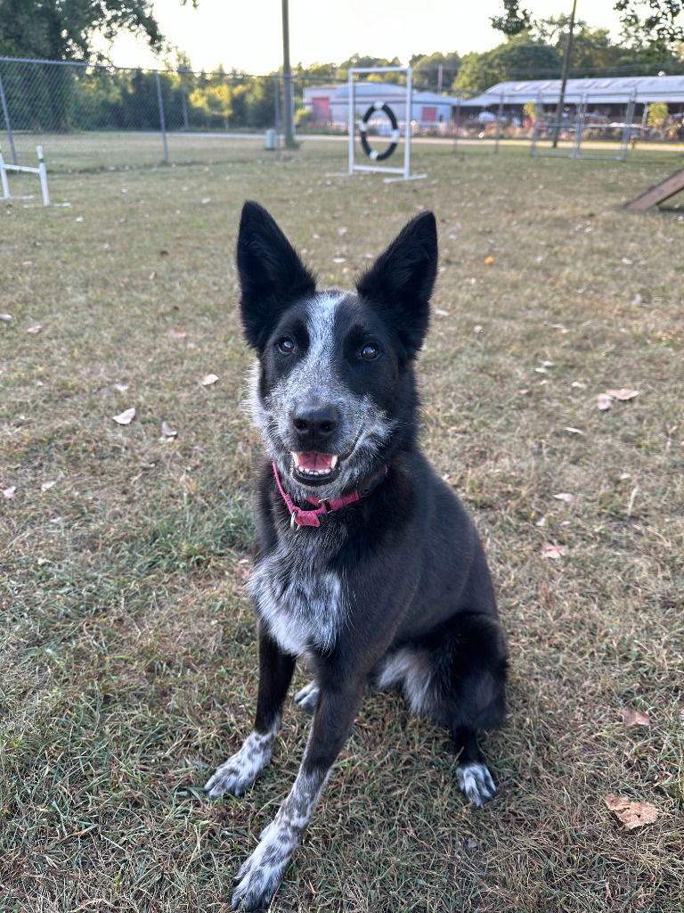 adoptable Dog in South Bend, IN named Abby