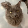 adoptable Cat in  named Maverick