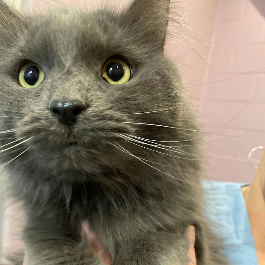 adoptable Cat in South Bend, IN named Maverick