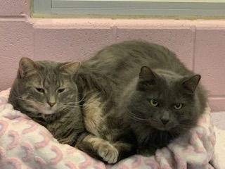 picture of the cat needing adoption