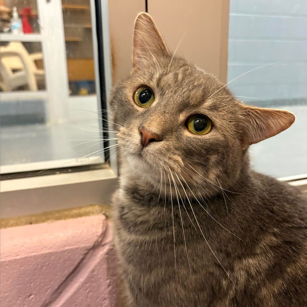 adoptable Cat in South Bend, IN named Jester
