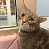 adoptable Cat in South Bend, IN named Jester
