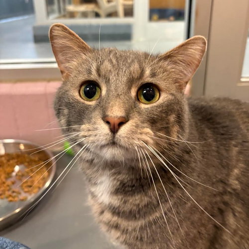 JESTER - Domestic Short Hair available for adoption