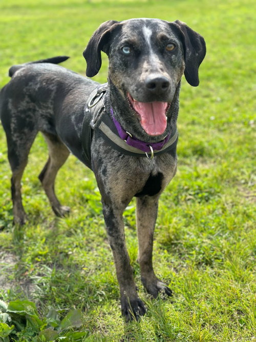 BJORK - Catahoula Leopard Dog available for adoption