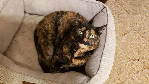 picture of the cat needing adoption