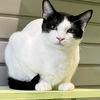 adoptable Cat in South Bend, IN named Doogie