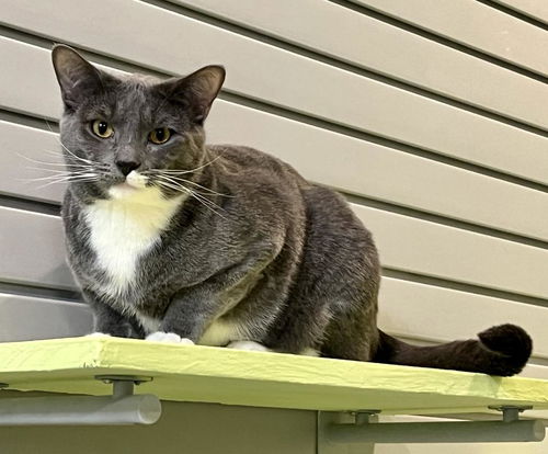 picture of the cat needing adoption